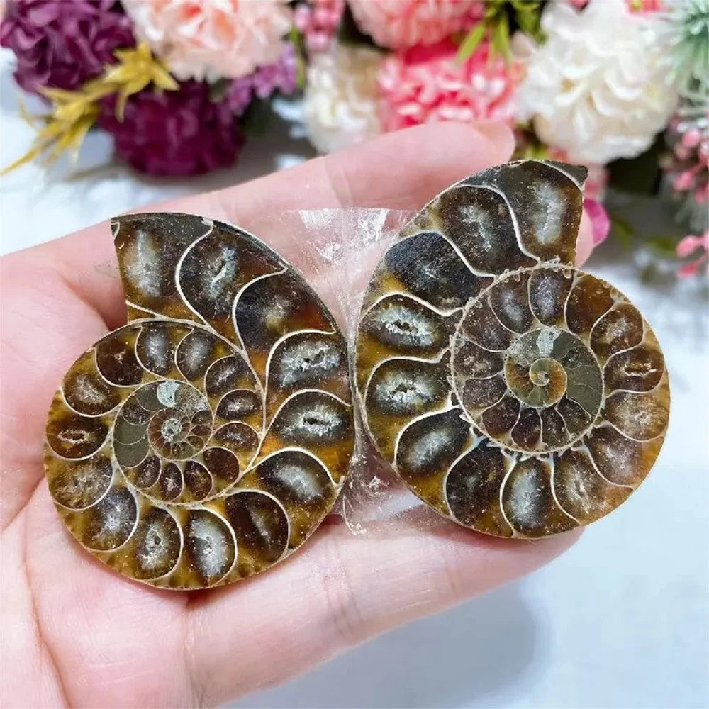 Natural Ammonite Crystal Slice – Unique Mineral Specimen for Healing and Feng Shui