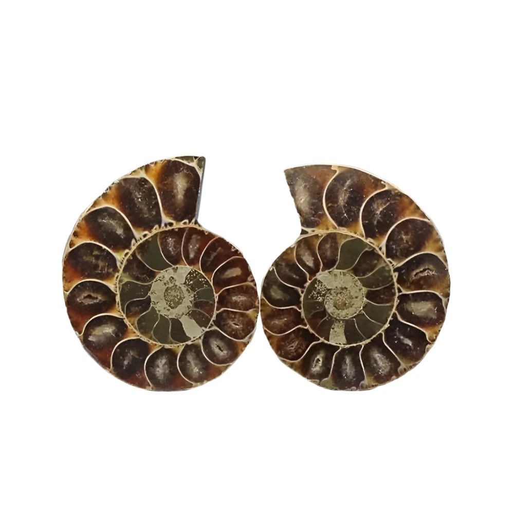 Natural Ammonite Crystal Slice – Unique Mineral Specimen for Healing and Feng Shui