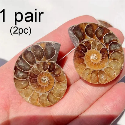 Natural Ammonite Crystal Slice – Unique Mineral Specimen for Healing and Feng Shui