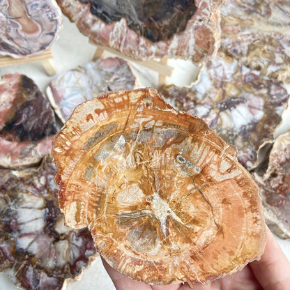 Natural Petrified Wood Crystal Slab – Unique Decorative Ornament for Home Decor