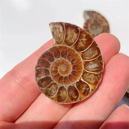 Natural Ammonite Crystal Slice – Unique Mineral Specimen for Healing and Feng Shui