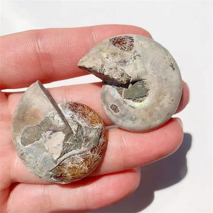 Natural Ammonite Crystal Slice – Unique Mineral Specimen for Healing and Feng Shui